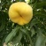 桃树苗中蟠11桃树苗，保成活