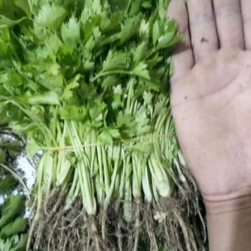 常年大量供应芹菜苗需要的联系