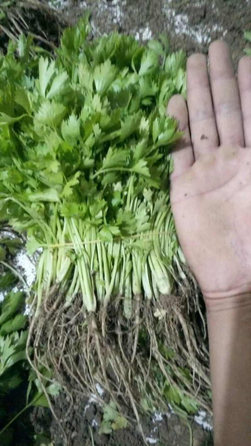常年大量供应芹菜苗需要的联系