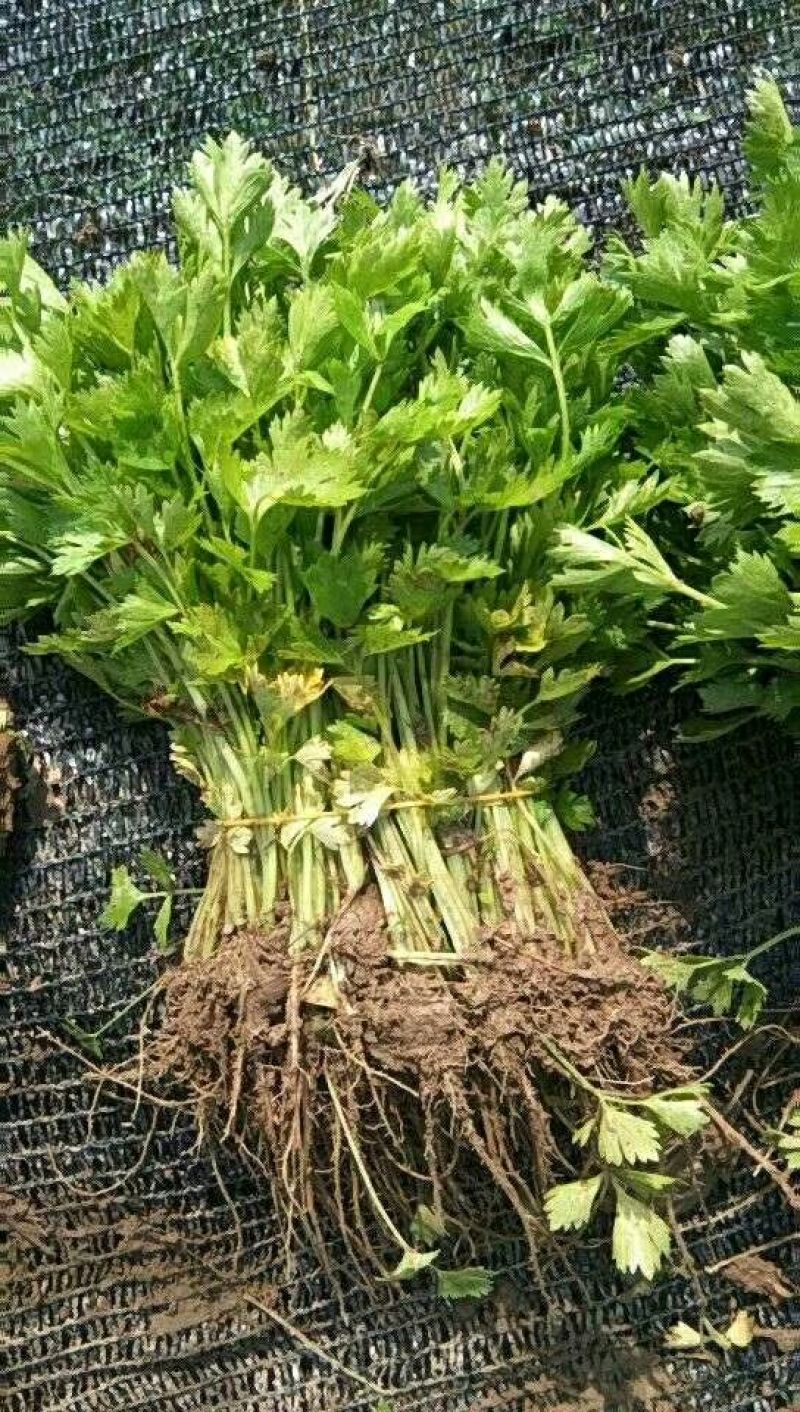 常年大量供应芹菜苗需要的联系