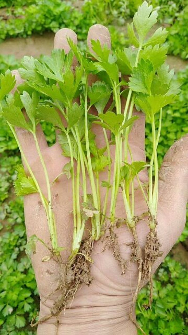 常年大量供应芹菜苗需要的联系