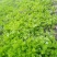 常年大量供应芹菜苗需要的联系