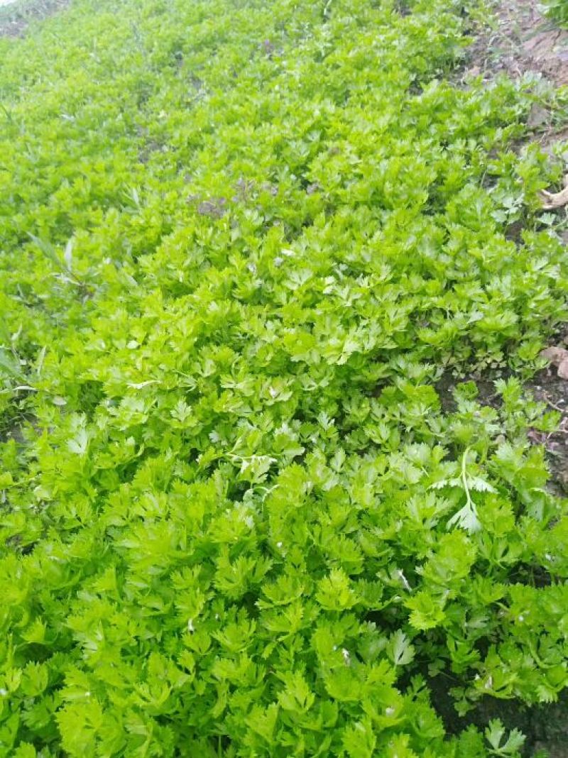 常年大量供应芹菜苗需要的联系