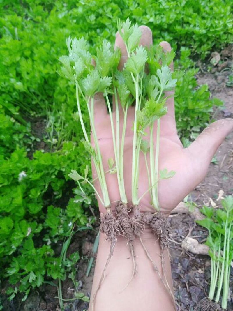 常年大量供应芹菜苗需要的联系