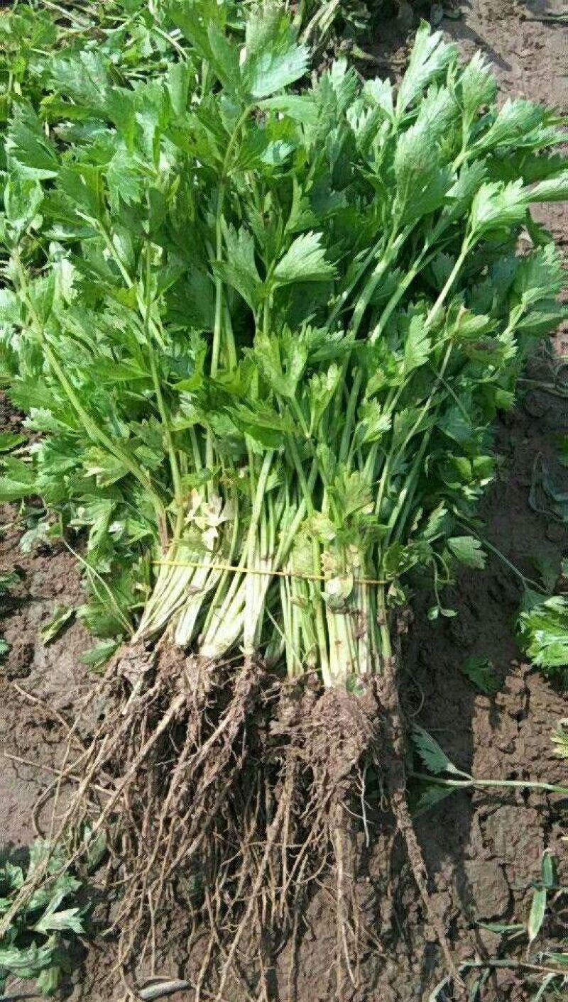 常年大量供应芹菜苗需要的联系