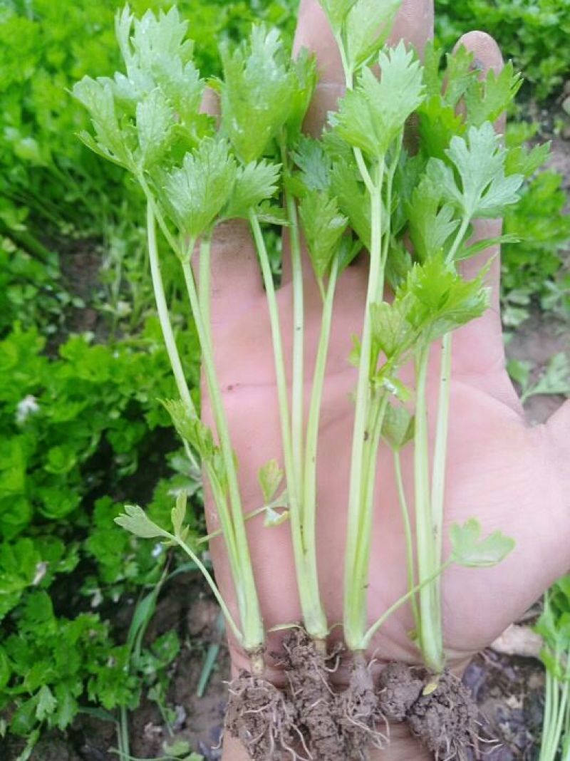 常年大量供应芹菜苗需要的联系