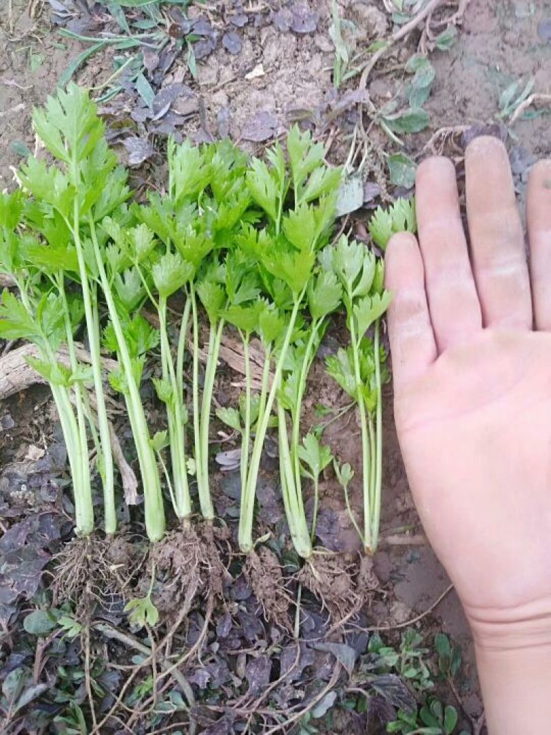 常年大量供应芹菜苗需要的联系
