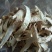 香格里拉松茸干片一件代发批发价格包邮