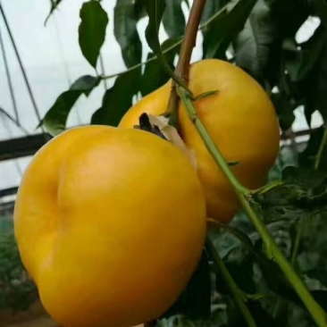 桃树苗油蟠7桃树苗，保成活