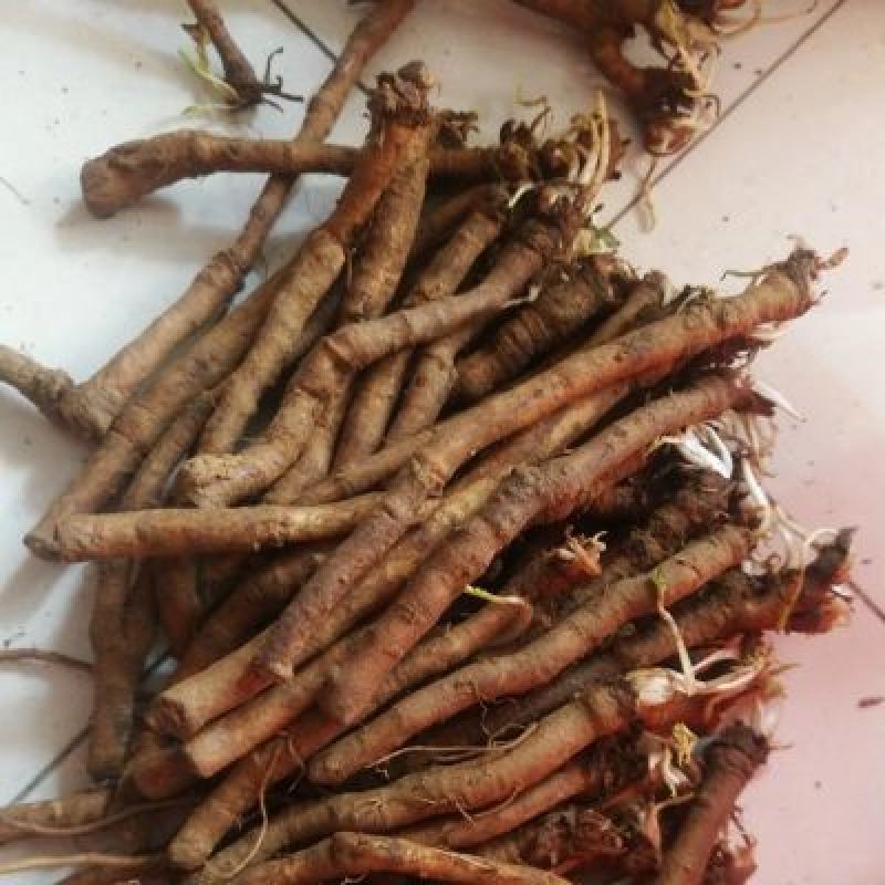 东北野生蒲公英根