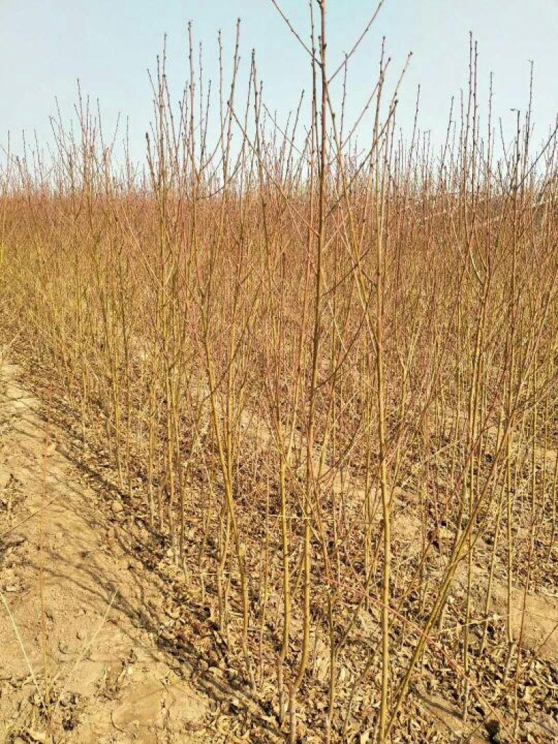 油蟠9桃树苗，油蟠7-7桃树苗，坐果率高，口感好