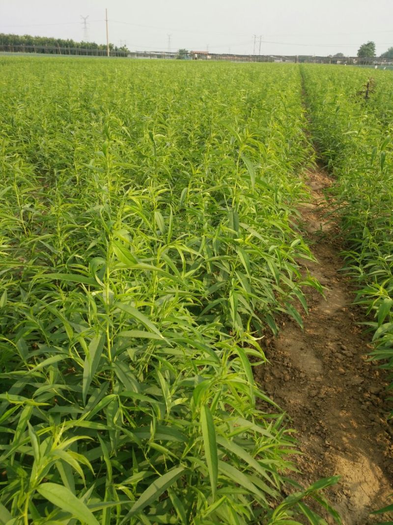油蟠9桃树苗，油蟠7-7桃树苗，坐果率高，口感好