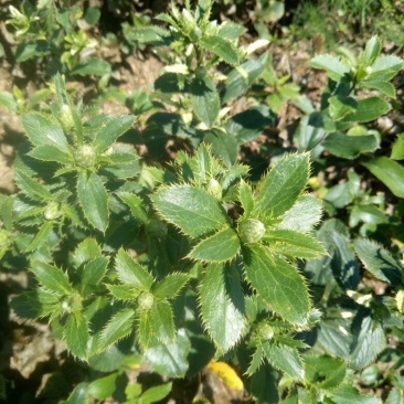 纯内蒙朱砂点