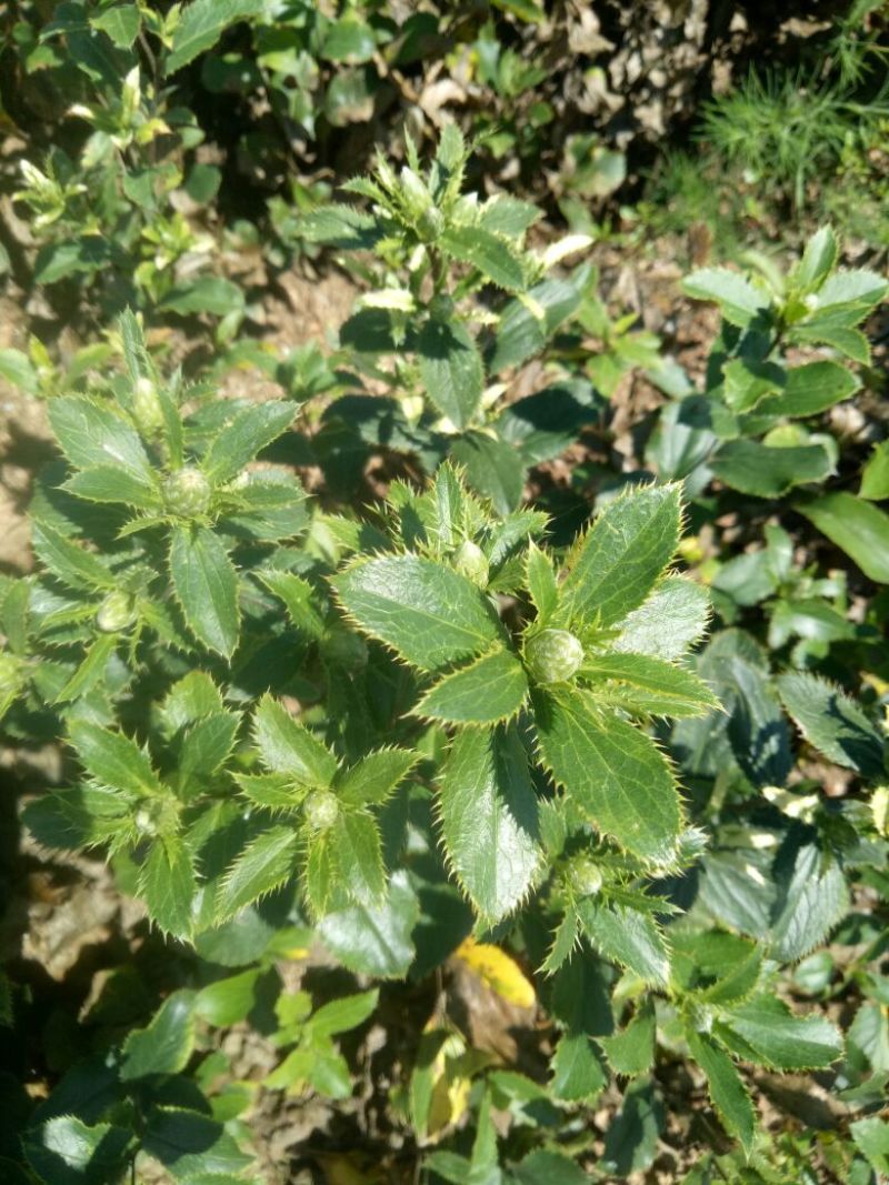 纯内蒙朱砂点