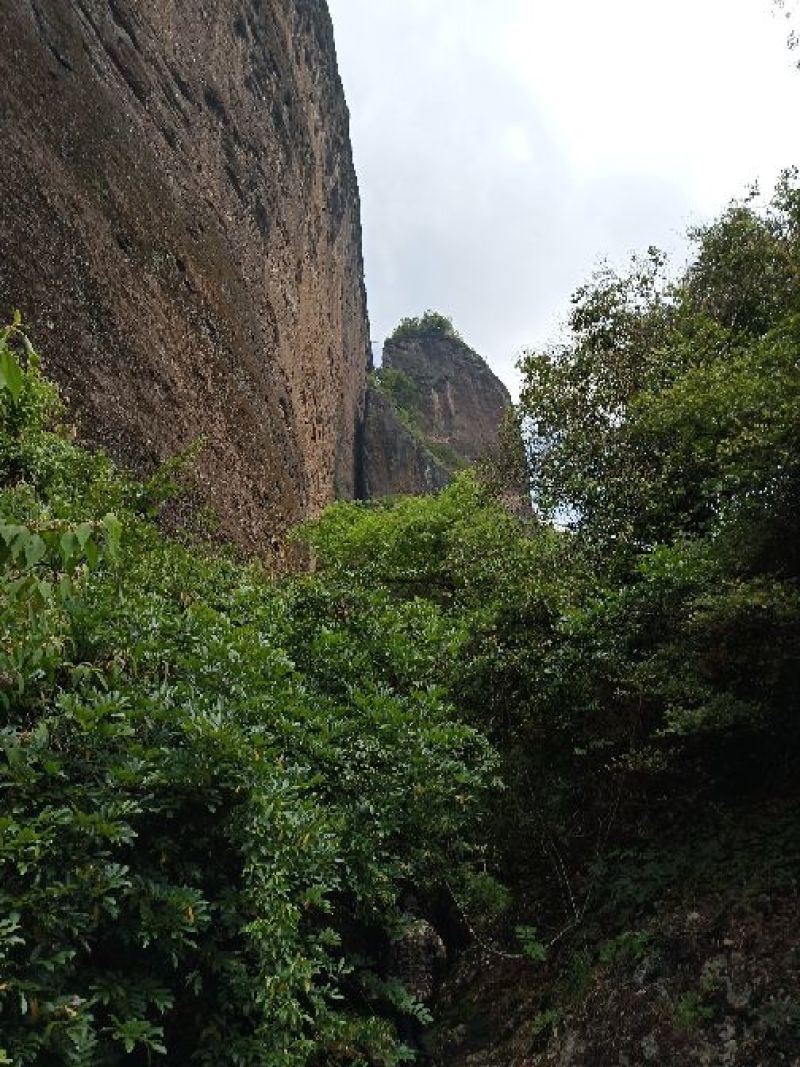 卷柏干货，鲜货，盆栽，卷柏盆景。