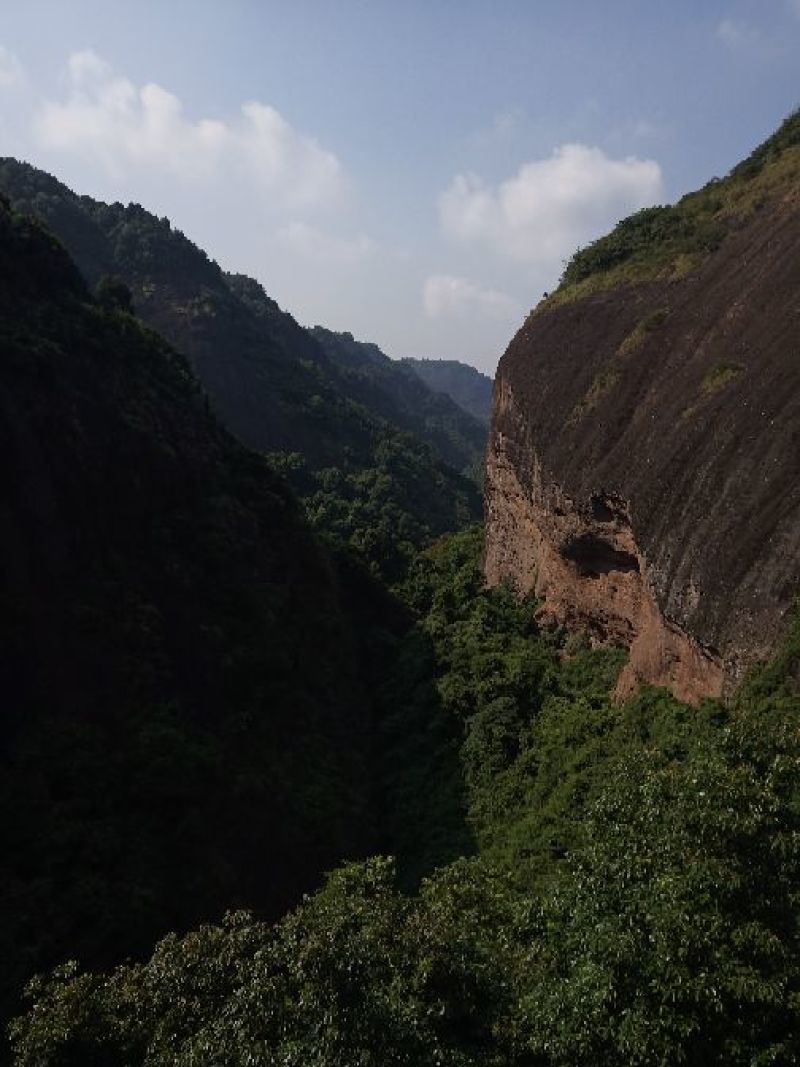 卷柏干货，鲜货，盆栽，卷柏盆景。