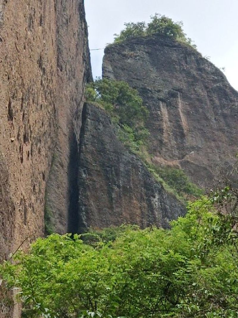 卷柏干货，鲜货，盆栽，卷柏盆景。