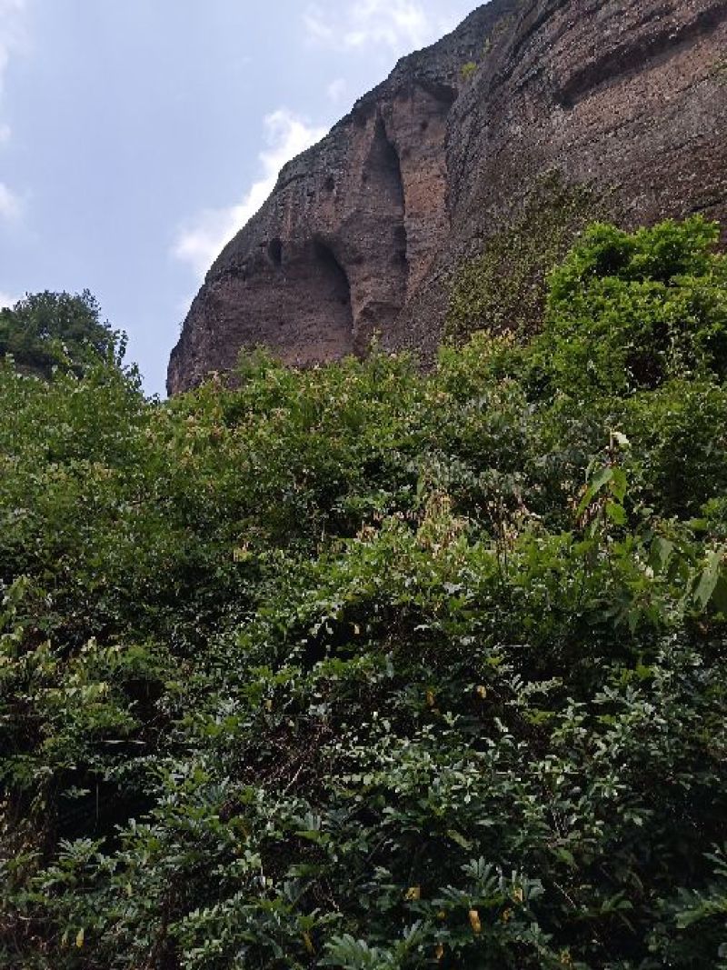 卷柏干货，鲜货，盆栽，卷柏盆景。