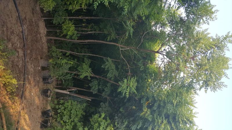 北栾树，五年树3-8公分