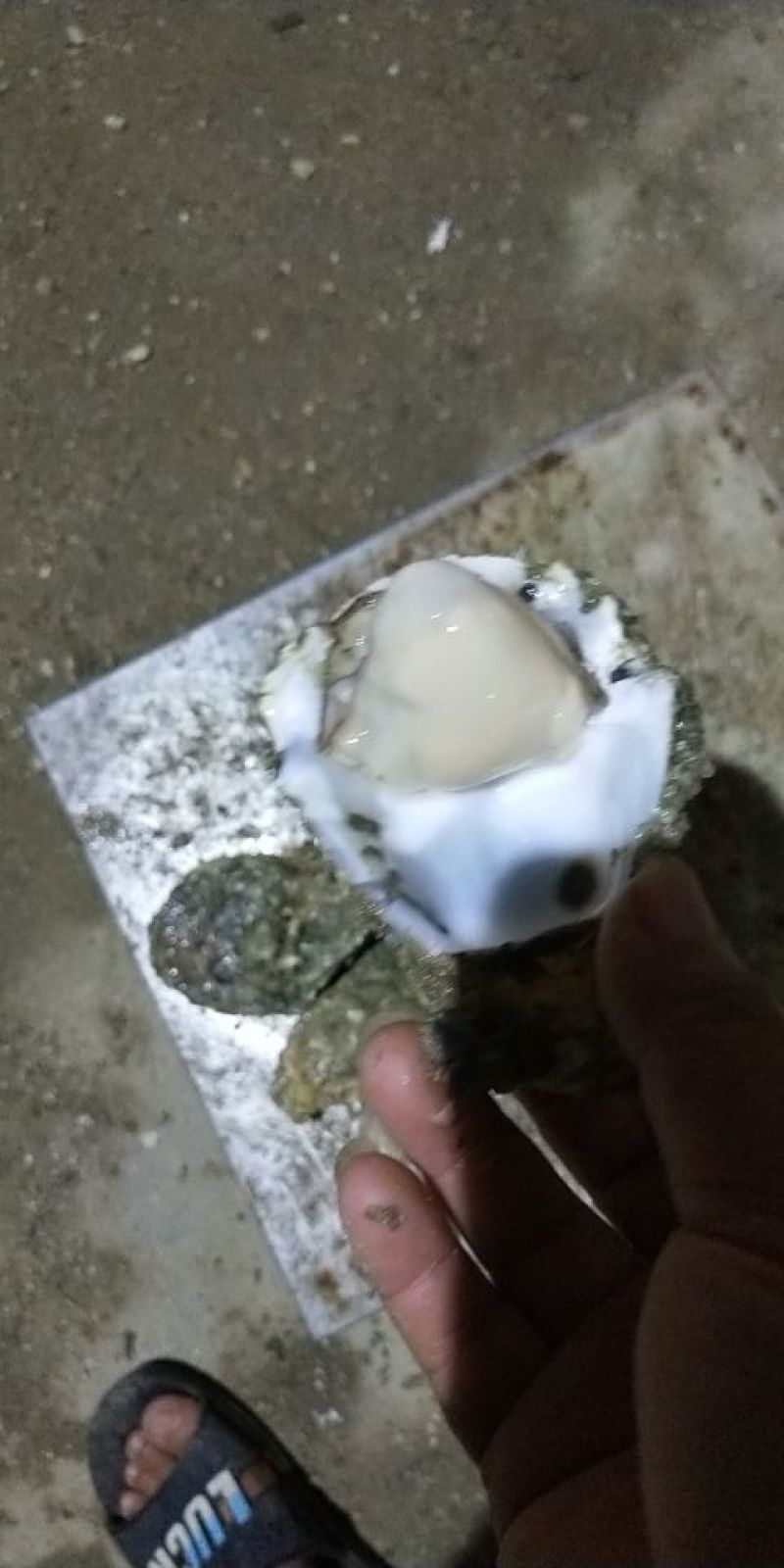 北海木桩蚝