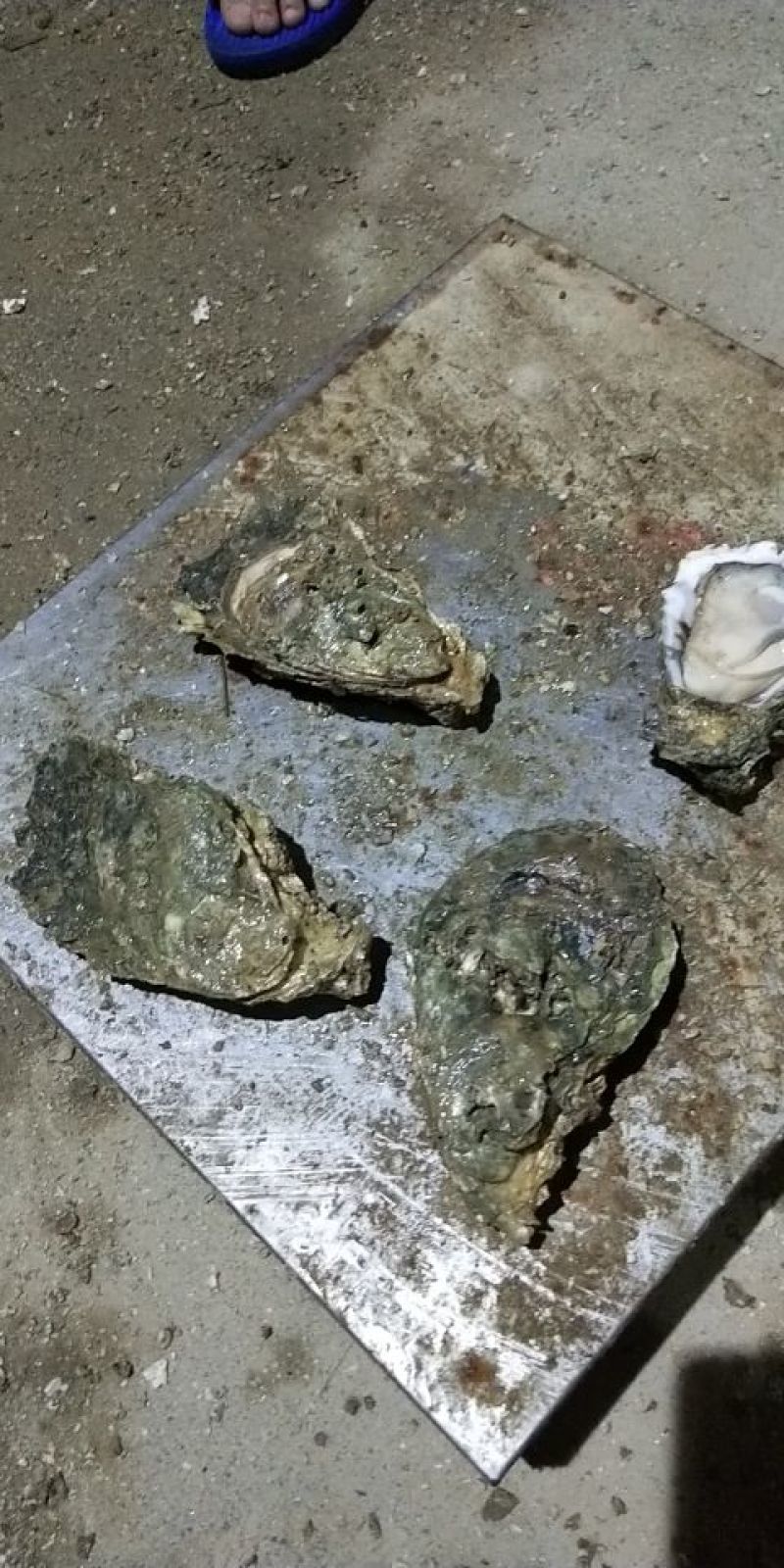 北海木桩蚝