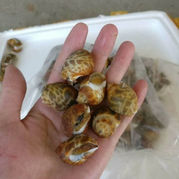 北海木桩蚝