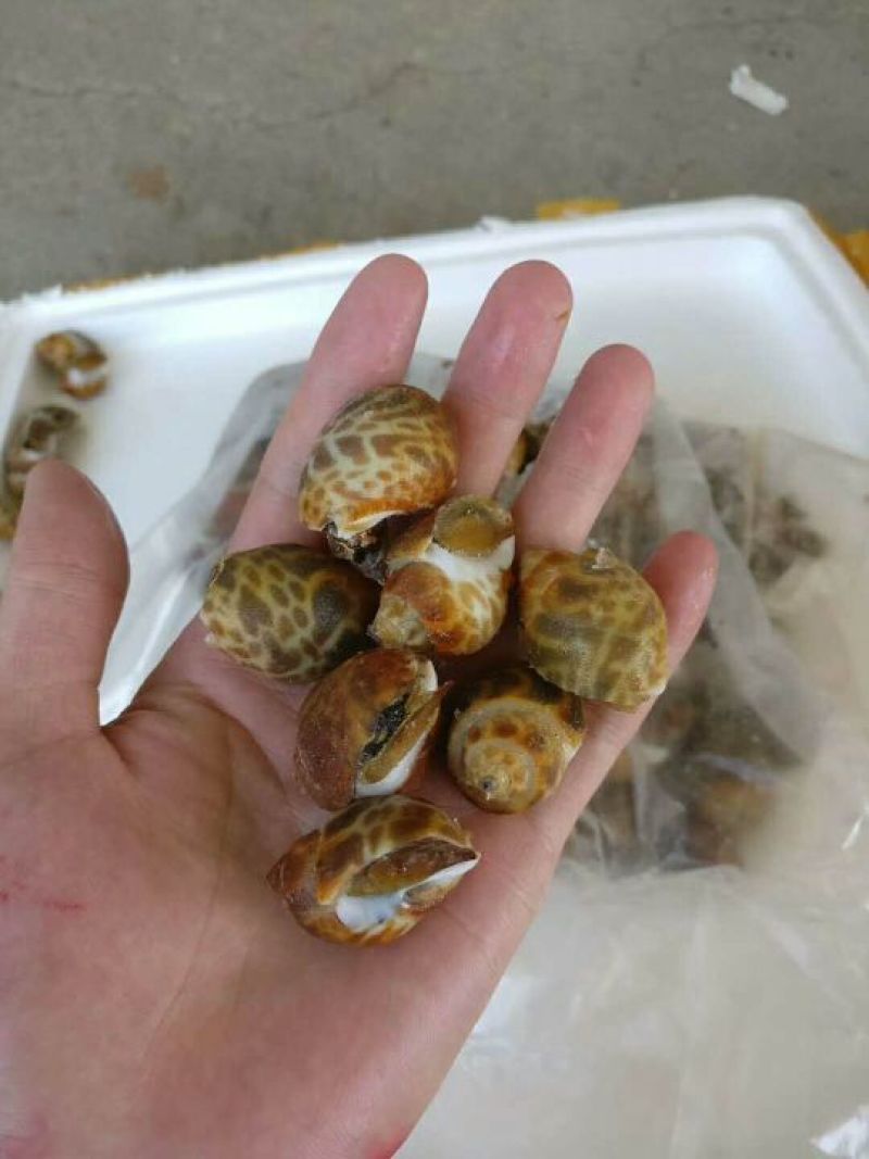 北海木桩蚝