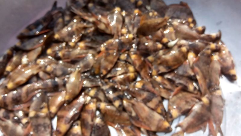 胭脂鱼苗规格齐全成活率高抗病力强欢迎来电