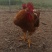 芦花鸡
