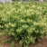 （实力供货）山东费县金银花苗基地直供包活包纯度包回收干品