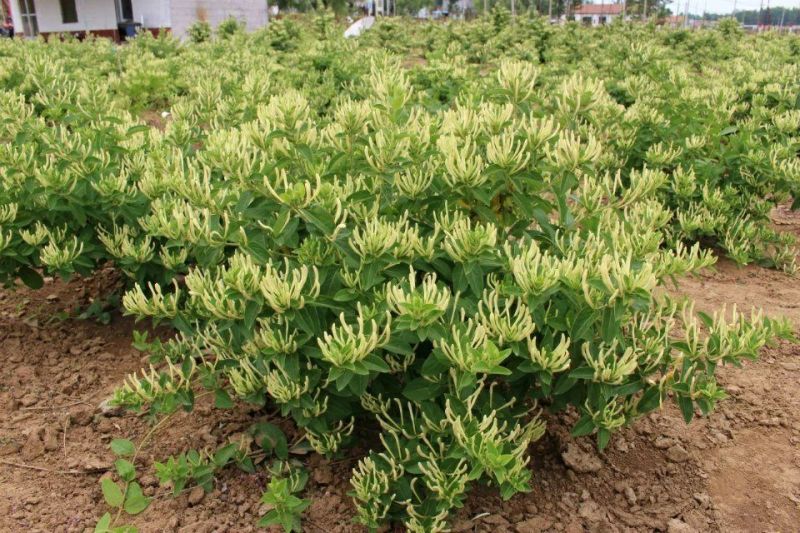 （实力供货）山东费县金银花苗基地直供包活包纯度包回收干品