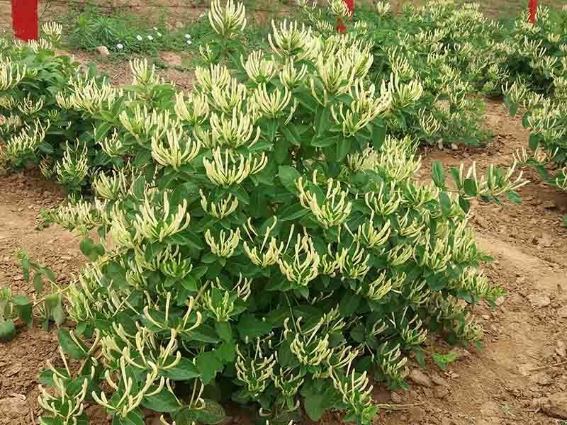 （实力供货）山东费县金银花苗基地直供包活包纯度包回收干品