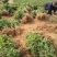 （实力供货）山东费县金银花苗基地直供包活包纯度包回收干品