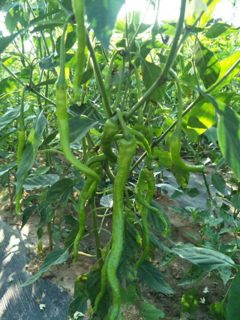 锦馃苑线椒，自由品牌，秦椒系列