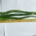 锦馃苑线椒，自由品牌，秦椒系列