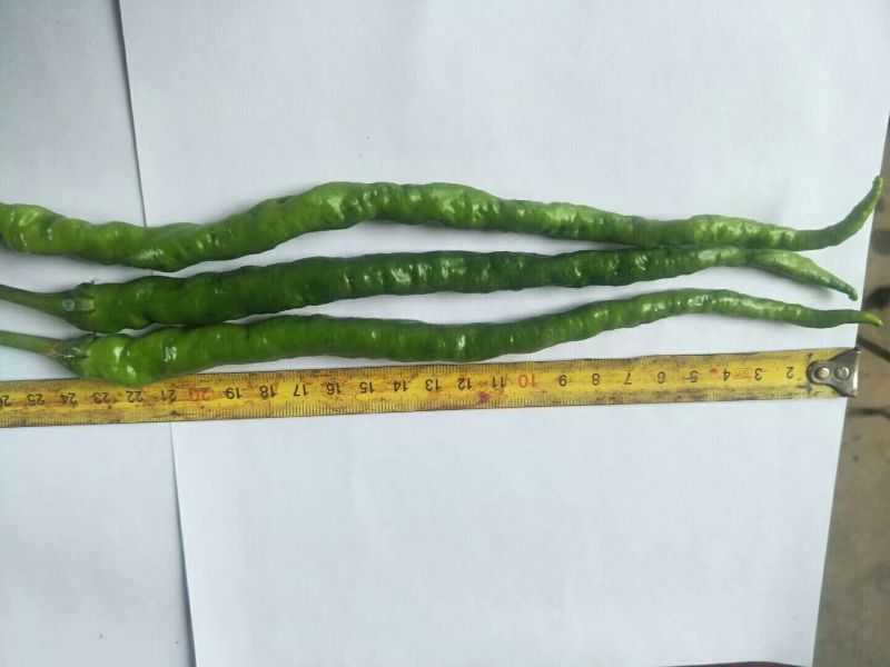 锦馃苑线椒，自由品牌，秦椒系列