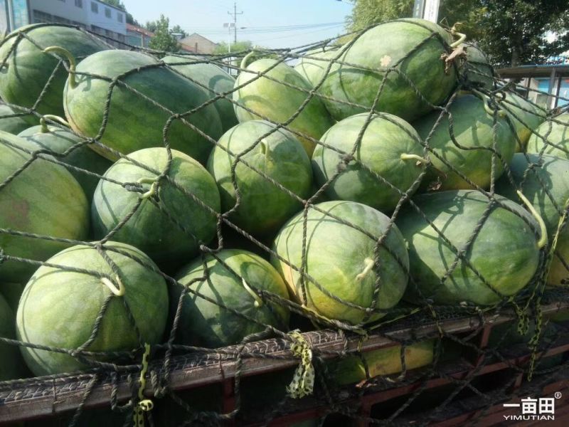 龙卷风西瓜大量上市了，
