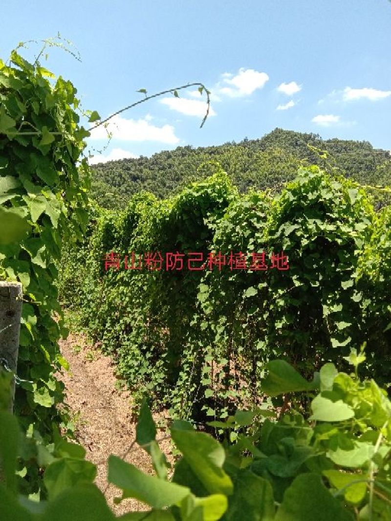 江西粉防己