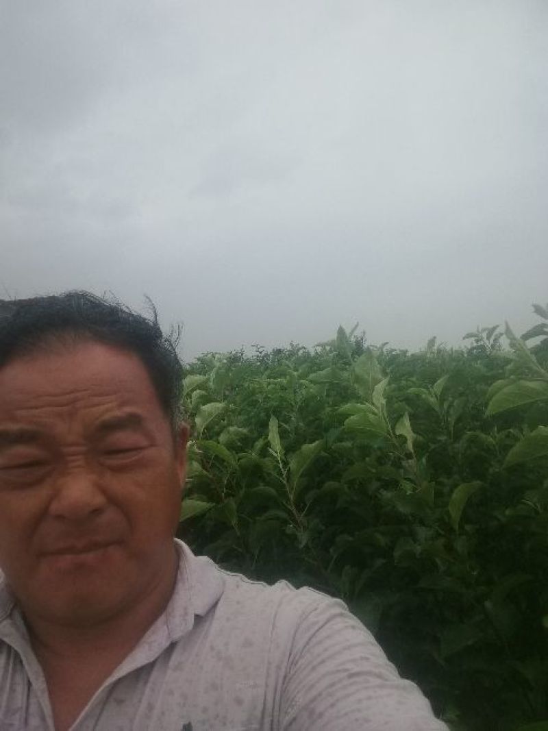 黑苹果糖心苹果优选品种优胜者，适合云南贵州四川高海拔种植