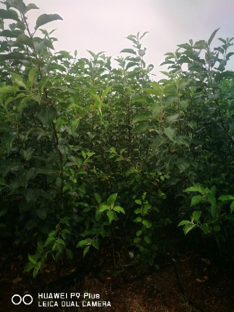 黑苹果糖心苹果优选品种优胜者，适合云南贵州四川高海拔种植