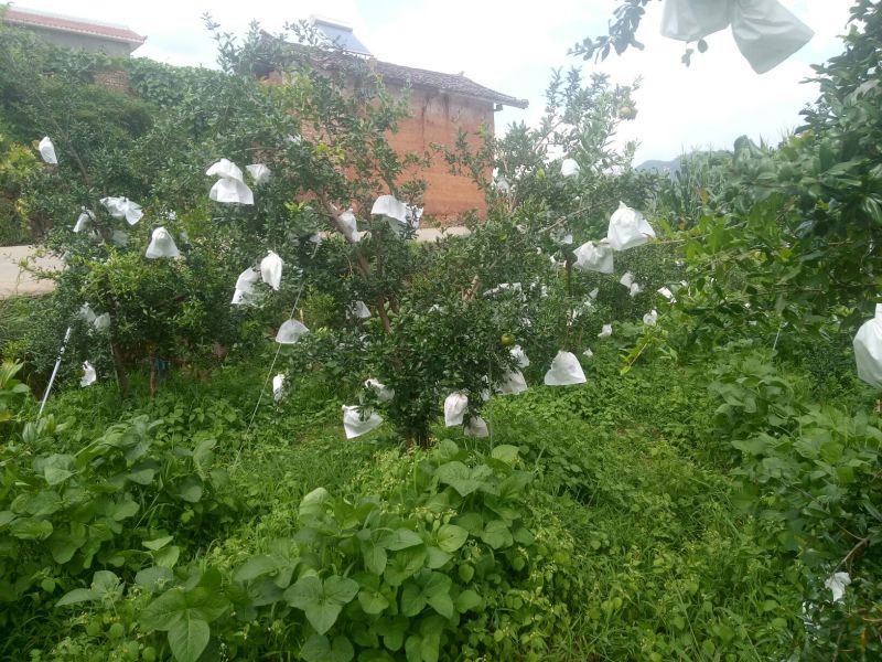 突尼斯软子石榴