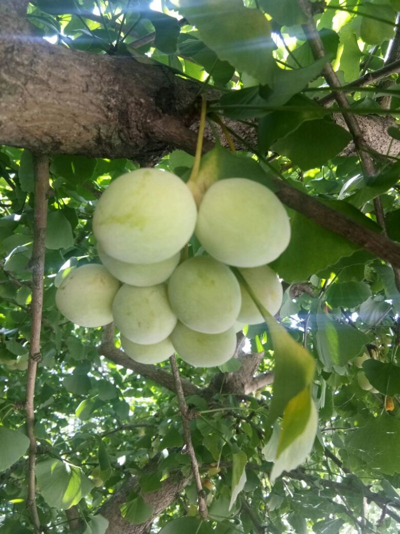 银杏果