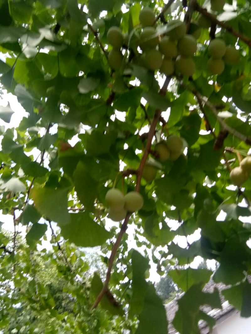 银杏果