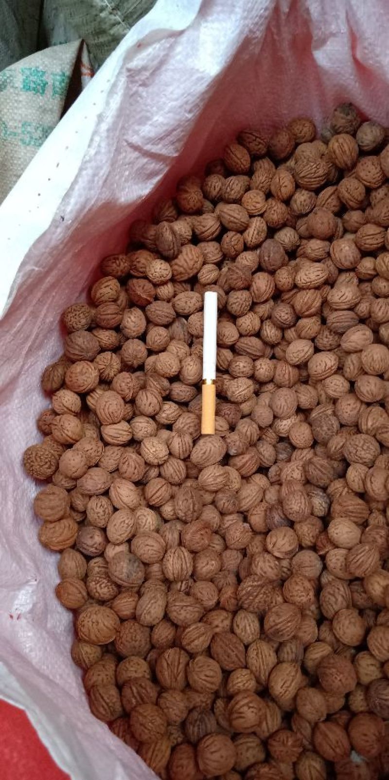 桃核种子，杏核种子，