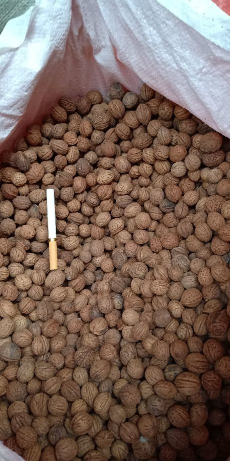 桃核种子，杏核种子，