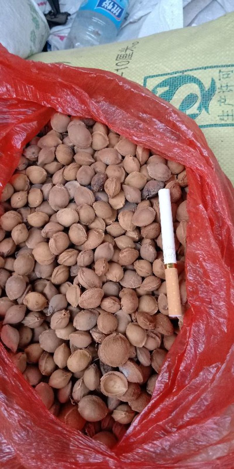 桃核种子，杏核种子，