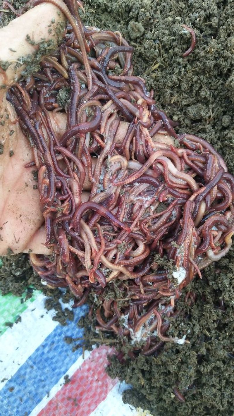 蚯蚓苗纯牛粪蚯蚓种苗大平二号蚯蚓种苗提供养殖技术包教包会
