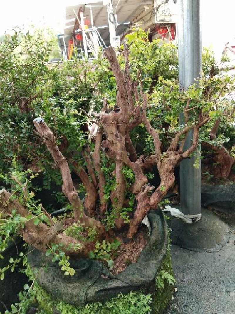 三叶轮生赤楠盆景桩