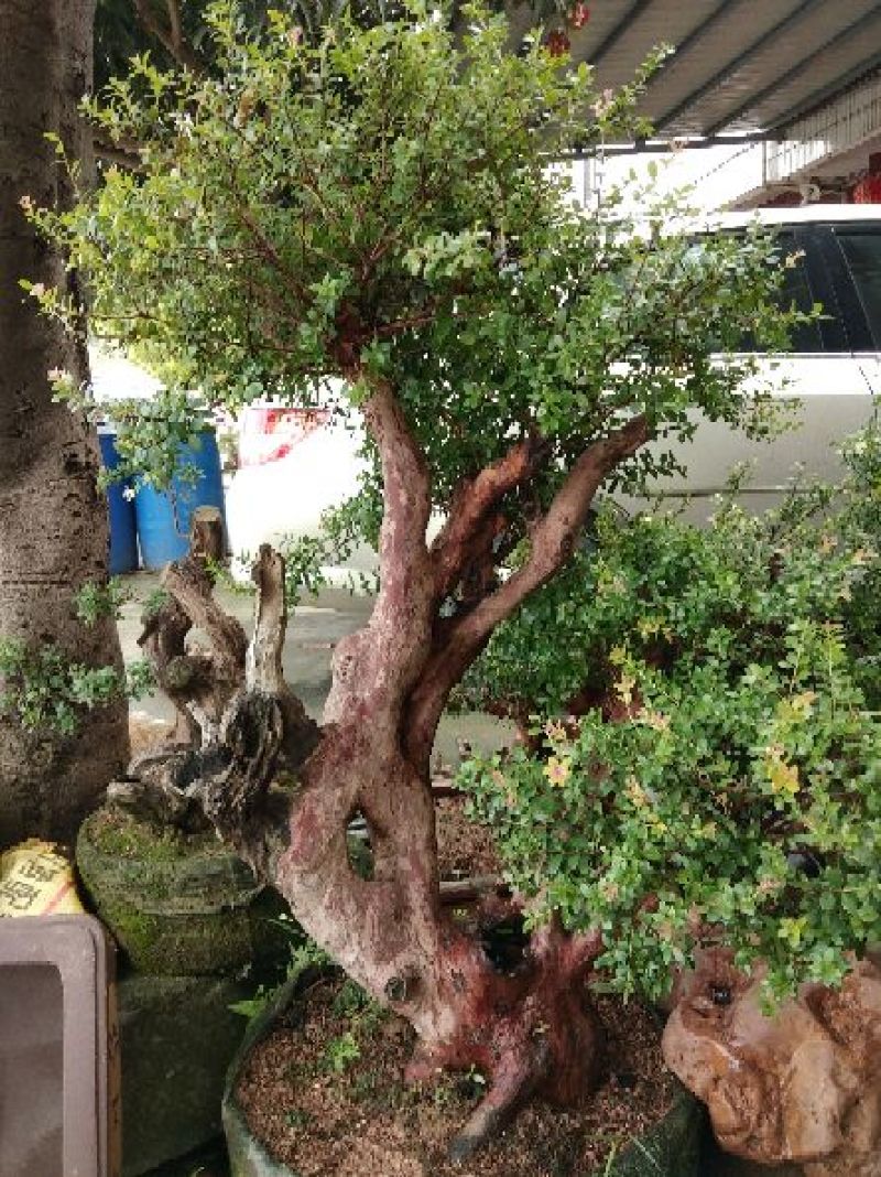 三叶轮生赤楠盆景桩
