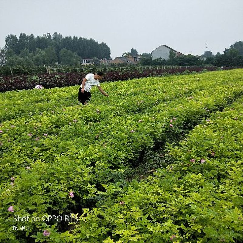 大量四季玫瑰，紫叶矮樱